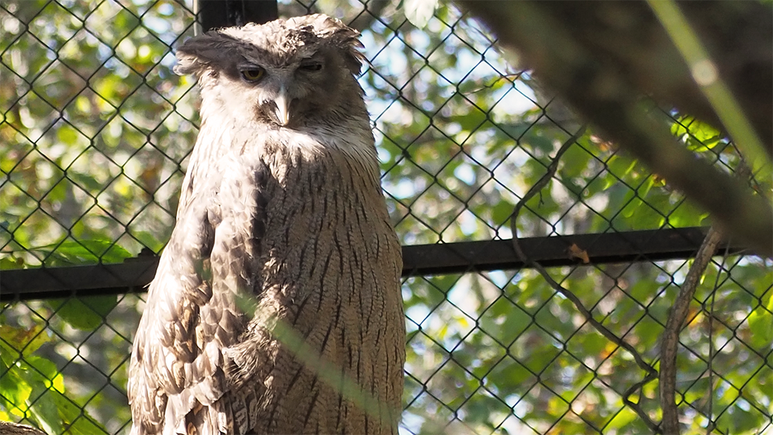 a fish owl looking straight