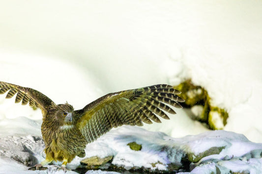 シマフクロウを守る活動に寄付を届けました（2026年1月）