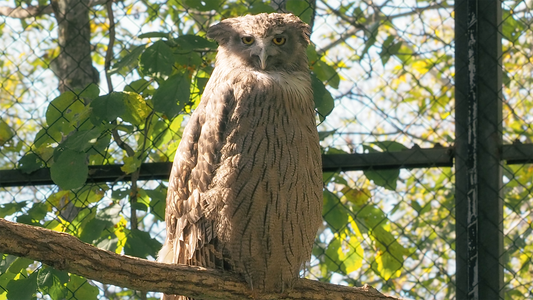 動物園で撮影したシマフクロウ