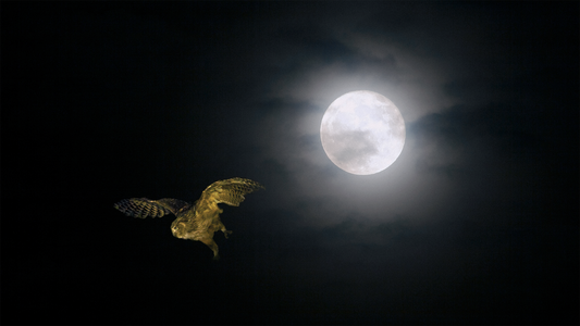 満月の夜空を飛ぶシマフクロウ